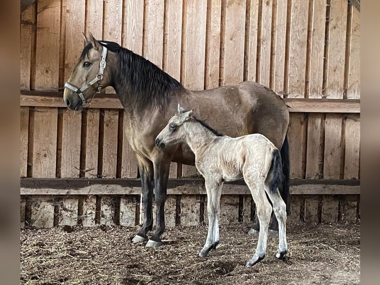 Lusitanien Jument 15 Ans 152 cm Buckskin in Fuchstal