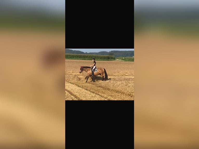 Lusitanien Jument 15 Ans 152 cm Buckskin in Fuchstal