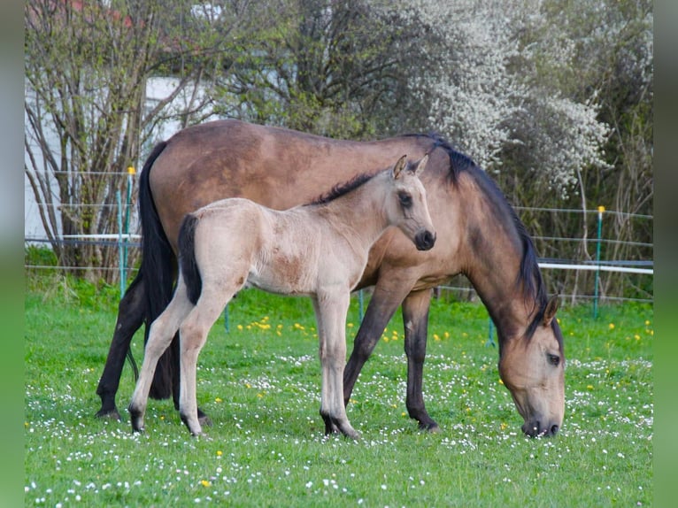 Lusitanien Jument 15 Ans 152 cm Buckskin in Fuchstal