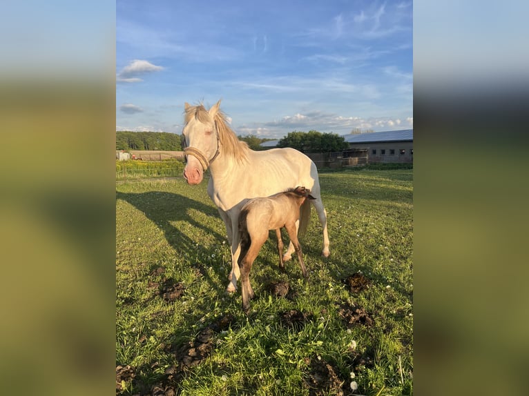 Lusitanien Jument 15 Ans 160 cm Cremello in Kaltohmfeld