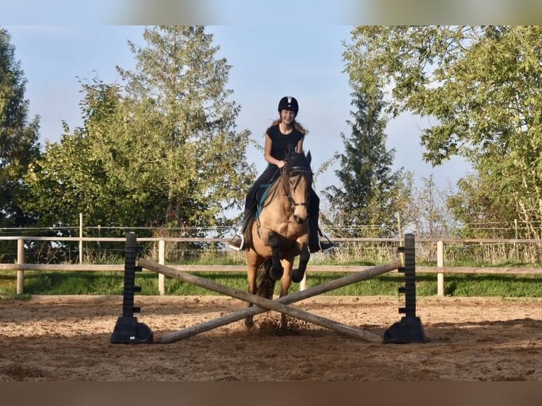 Lusitanien Jument 16 Ans 152 cm Buckskin in Fuchstal