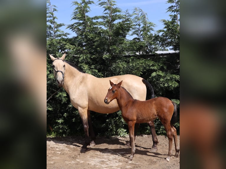 Lusitanien Jument 16 Ans 162 cm Buckskin in Porto