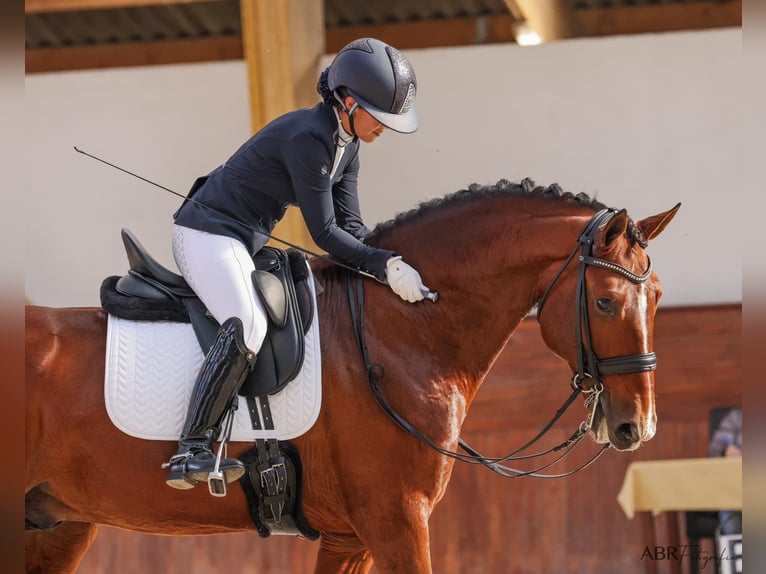 Lusitanien Jument 16 Ans 162 cm Buckskin in Porto