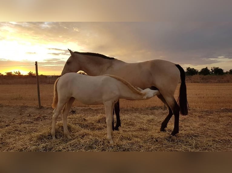 Lusitanien Jument 16 Ans 162 cm Buckskin in Porto