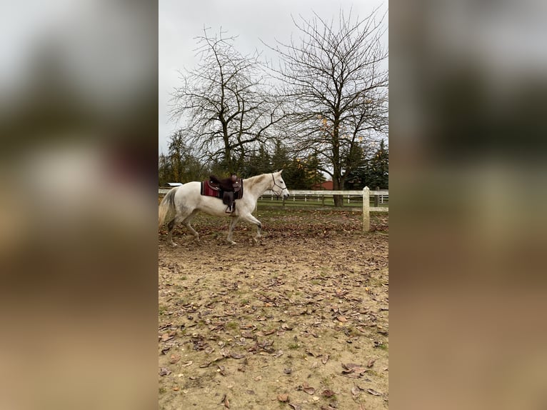 Lusitanien Jument 16 Ans 165 cm Gris pommelé in Schwerin