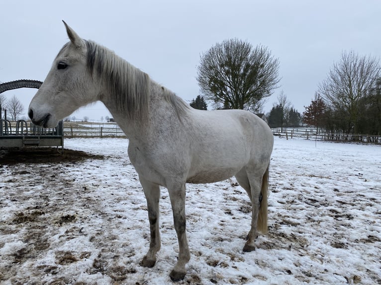 Lusitanien Jument 16 Ans 165 cm Gris pommelé in Schwerin
