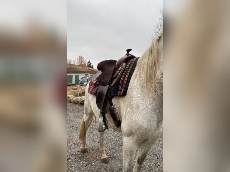 Lusitanien Jument 16 Ans 165 cm Gris pommelé in Schwerin