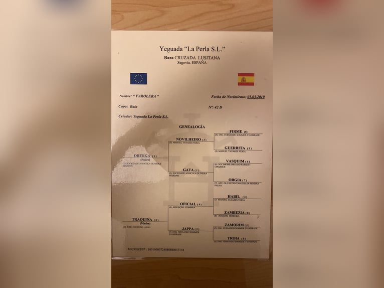 Lusitanien Jument 16 Ans 165 cm Gris pommelé in Schwerin