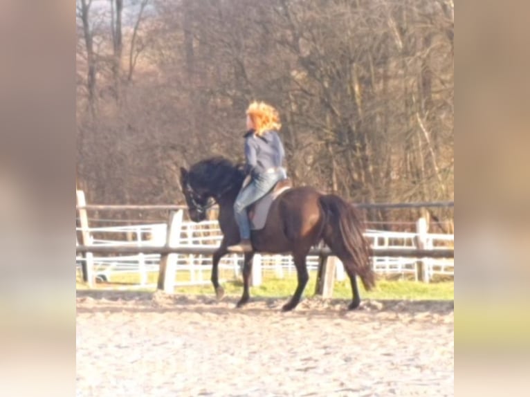 Lusitanien Jument 17 Ans 158 cm Noir in Bünde