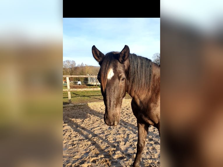 Lusitanien Jument 17 Ans 158 cm Noir in Bünde