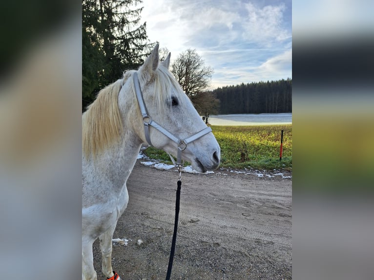 Lusitanien Jument 19 Ans 150 cm Gris moucheté in Aichach