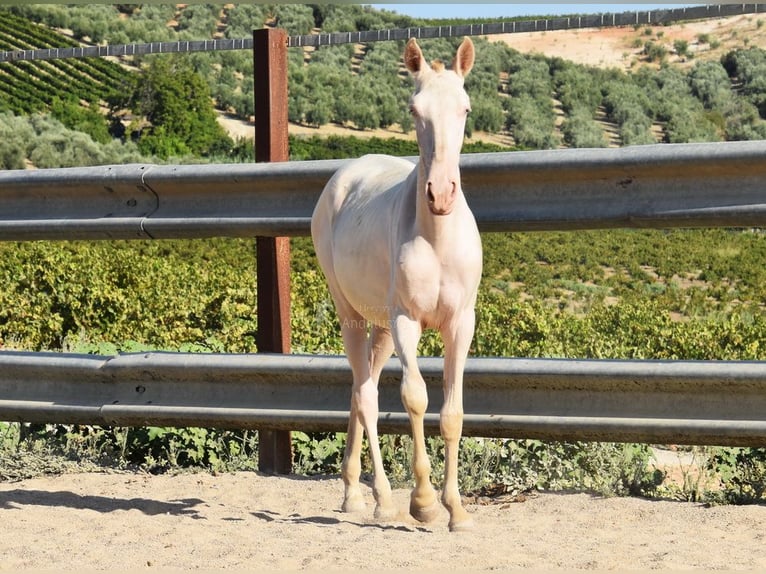 Lusitanien Jument 1 Année 133 cm Cremello in Provinz Cordoba