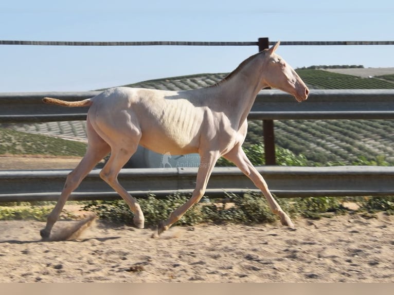 Lusitanien Jument 1 Année 133 cm Cremello in Provinz Cordoba