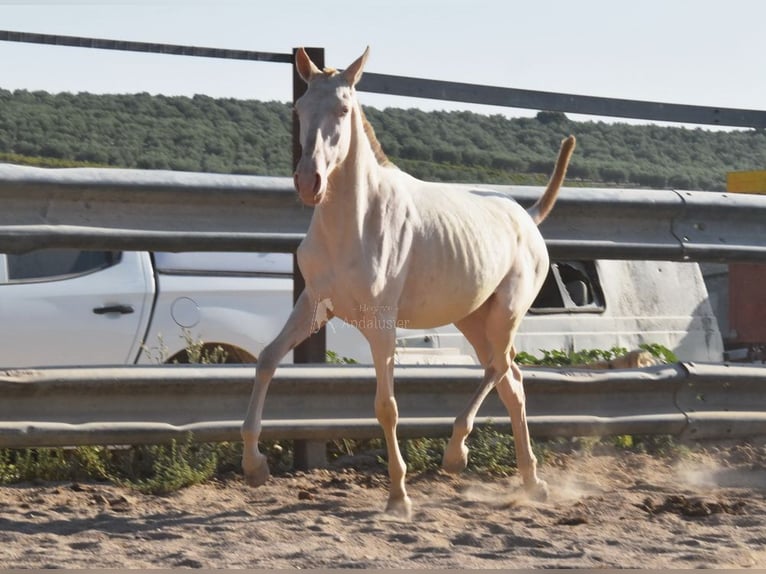 Lusitanien Jument 1 Année 133 cm Cremello in Provinz Cordoba