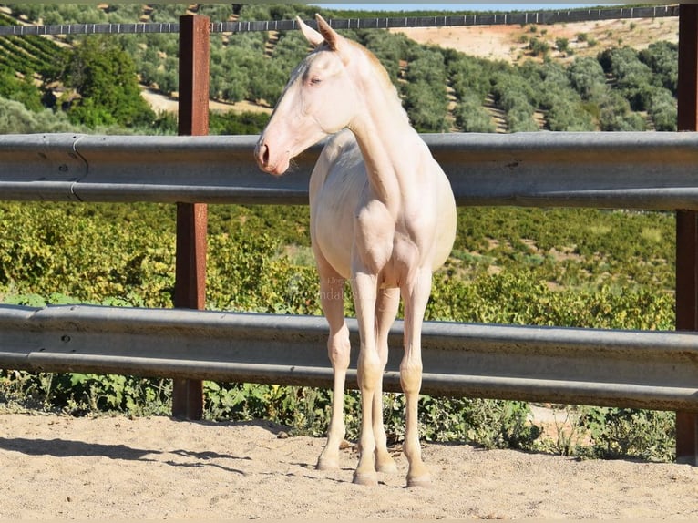 Lusitanien Jument 1 Année 133 cm Cremello in Provinz Cordoba