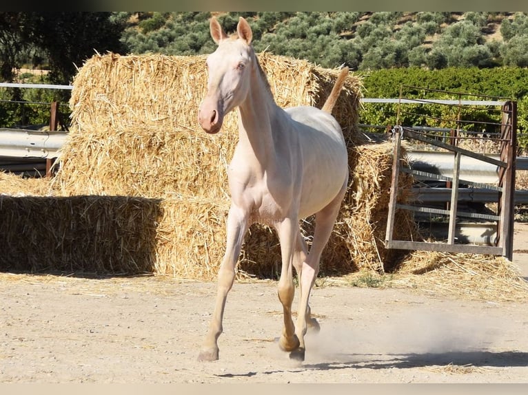 Lusitanien Jument 1 Année 133 cm Cremello in Provinz Cordoba