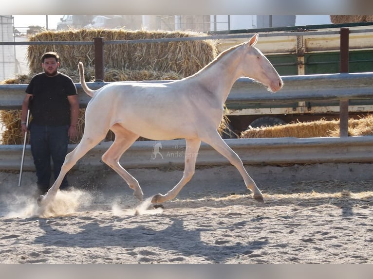 Lusitanien Jument 1 Année 133 cm Cremello in Provinz Cordoba