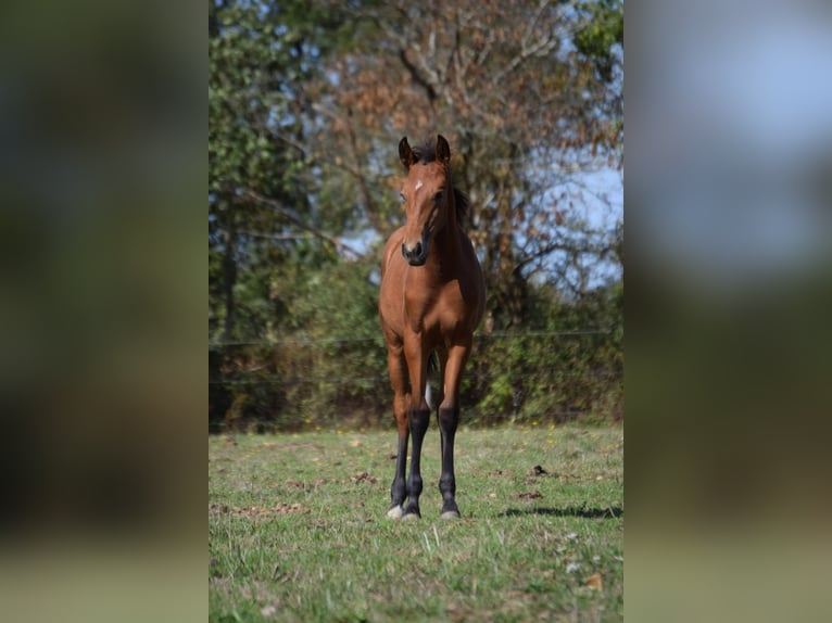 Lusitanien Jument 1 Année 135 cm Bai in Sucé sur Erdre