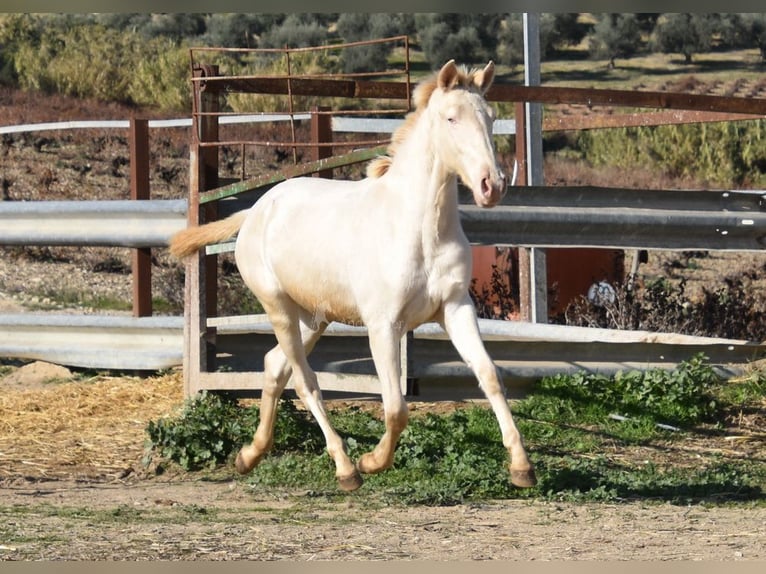 Lusitanien Jument 1 Année 138 cm Cremello in Provinz Cordoba