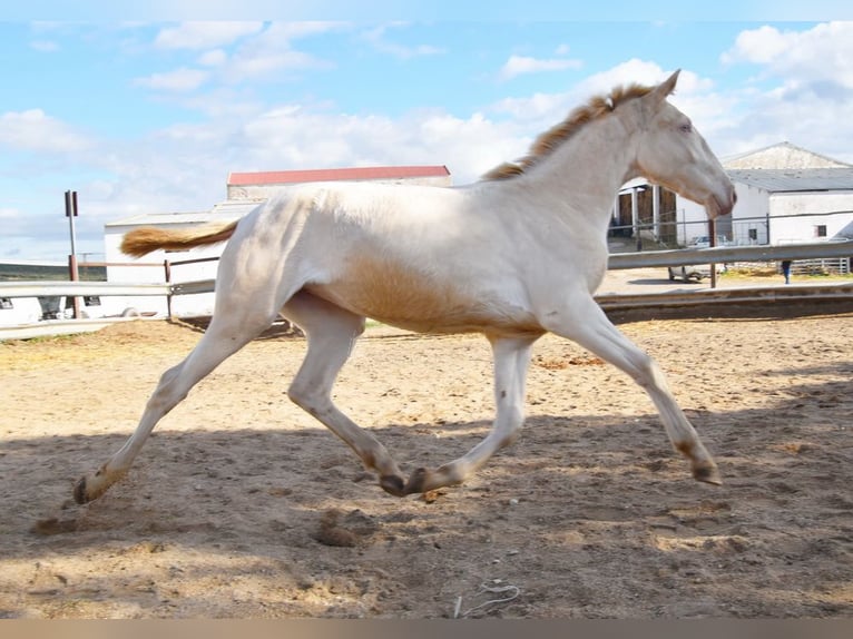 Lusitanien Jument 1 Année 138 cm Cremello in Provinz Cordoba