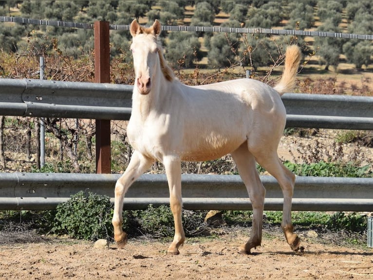 Lusitanien Jument 1 Année 138 cm Cremello in Provinz Cordoba