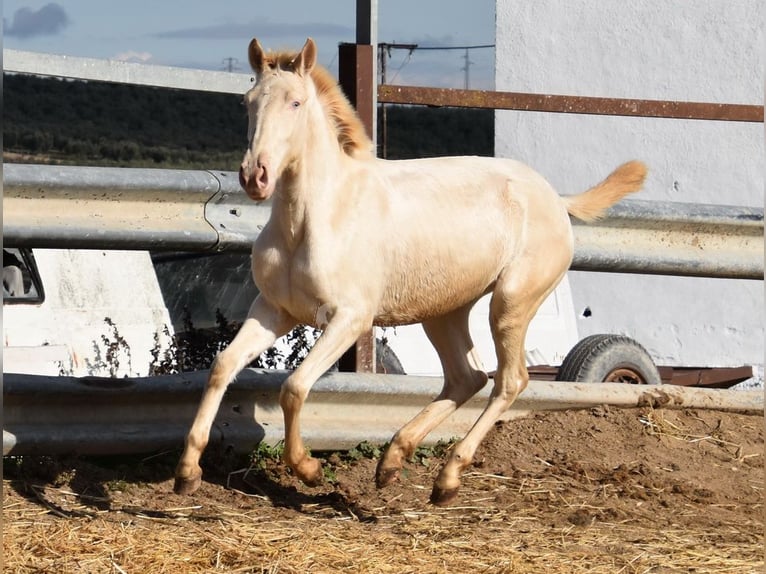 Lusitanien Jument 1 Année 138 cm Cremello in Provinz Cordoba