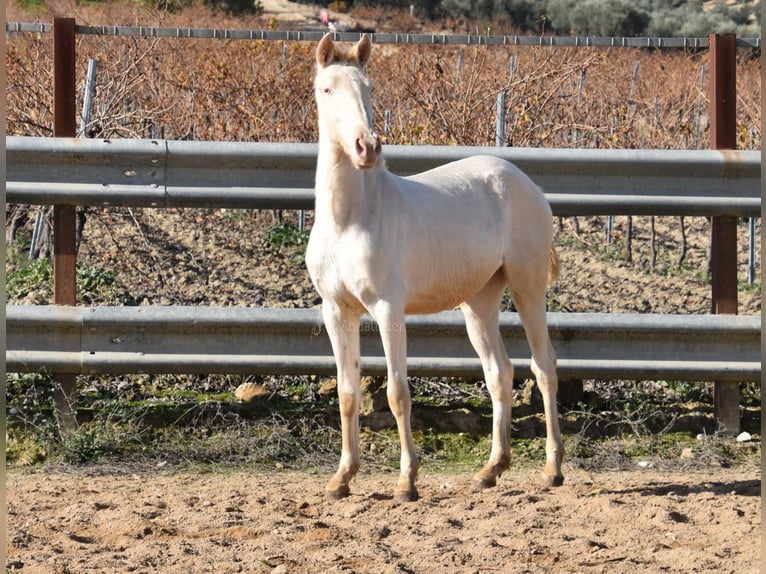 Lusitanien Jument 1 Année 138 cm Cremello in Provinz Cordoba