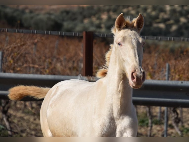 Lusitanien Jument 1 Année 138 cm Cremello in Provinz Cordoba