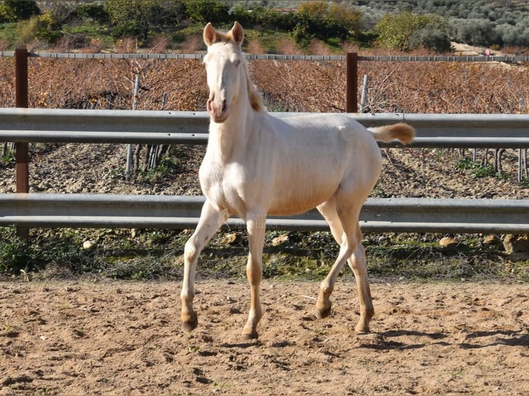 Lusitanien Jument 1 Année 138 cm Cremello in Provinz Cordoba