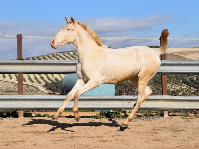 Lusitanien Jument 1 Année 138 cm Cremello in Provinz Cordoba