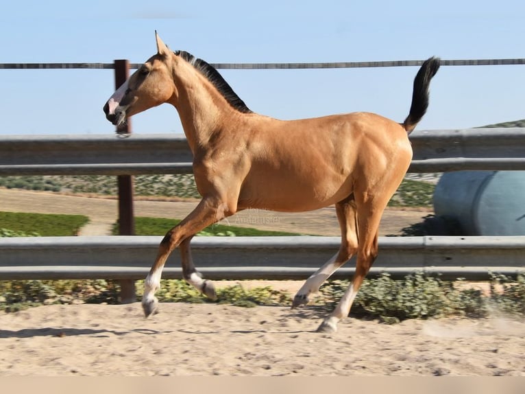 Lusitanien Jument 1 Année 139 cm Isabelle in Provinz Cordoba