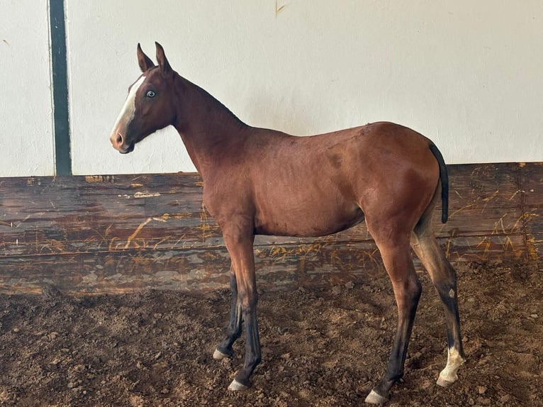 Lusitanien Jument 1 Année 140 cm Bai in Valencia