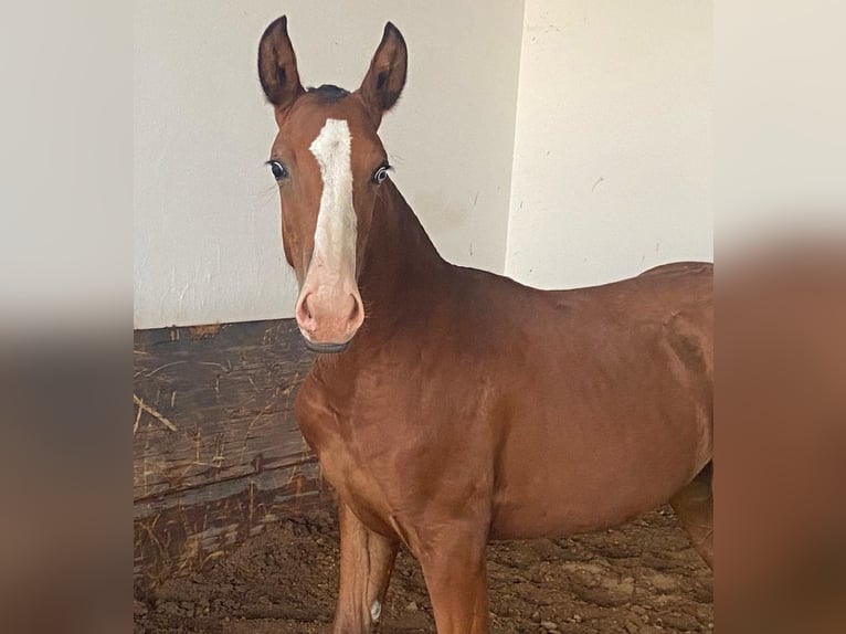 Lusitanien Jument 1 Année 140 cm Bai in Valencia