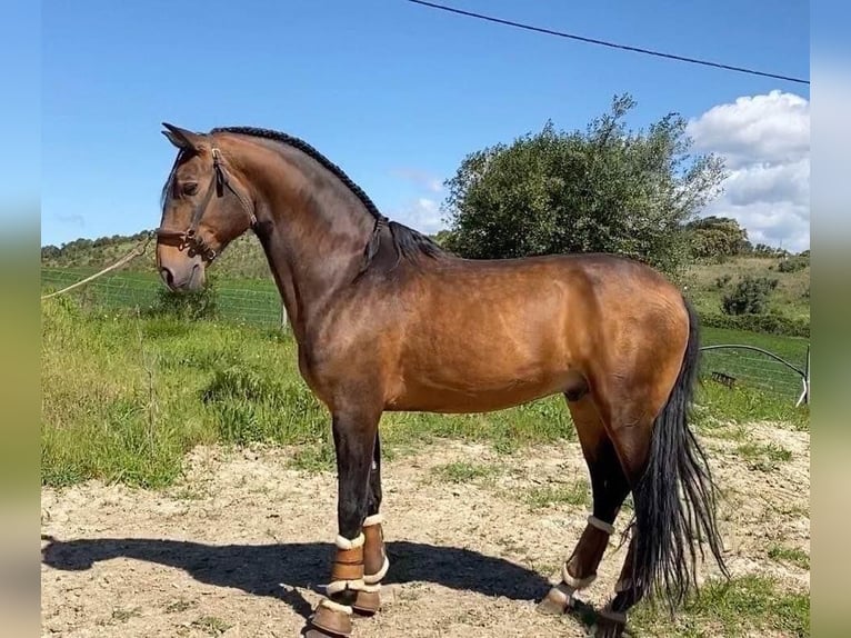 Lusitanien Jument 1 Année 140 cm Bai in Valencia