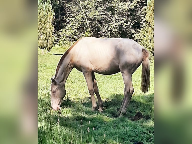 Lusitanien Jument 1 Année 155 cm Perle in Evrehailles