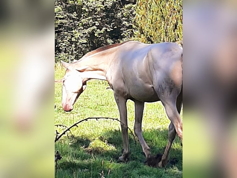 Lusitanien Jument 1 Année 155 cm Perle in Evrehailles