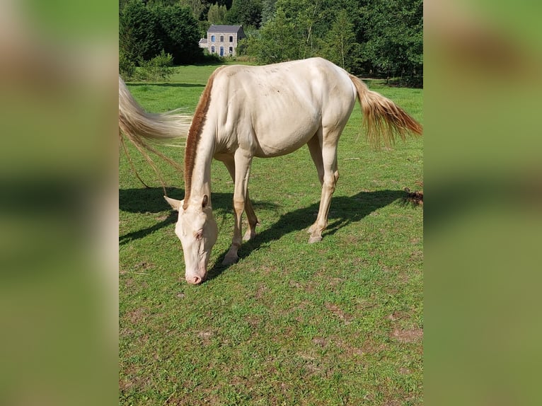 Lusitanien Jument 1 Année 155 cm Perle in Evrehailles