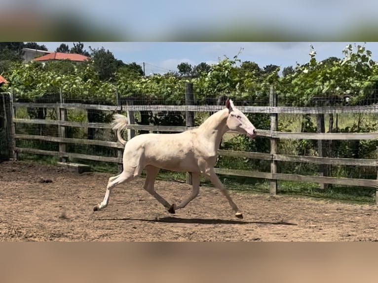 Lusitanien Croisé Jument 1 Année 157 cm Cremello in Teo