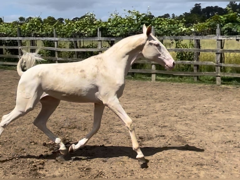 Lusitanien Croisé Jument 1 Année 157 cm Cremello in Teo