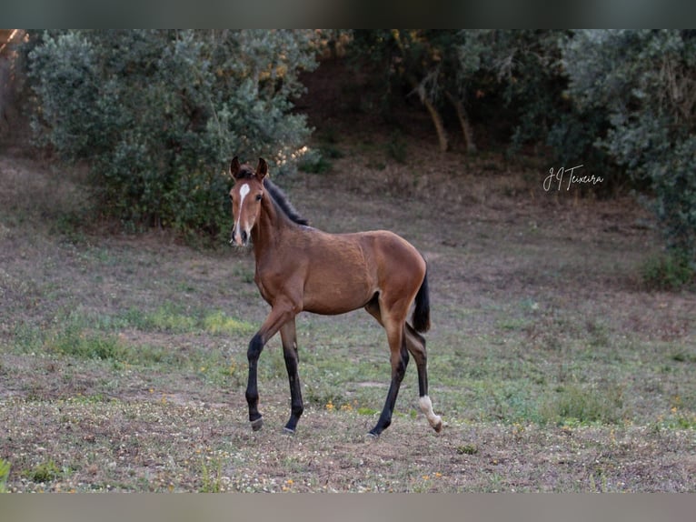 Lusitanien Jument 1 Année 158 cm Bai in Rio Maior