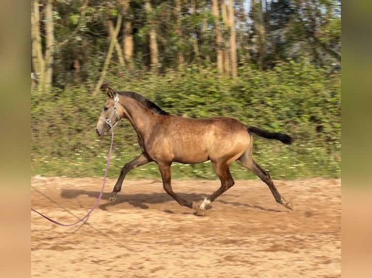 Lusitanien Jument 1 Année 158 cm Buckskin in Caldas da Rainha