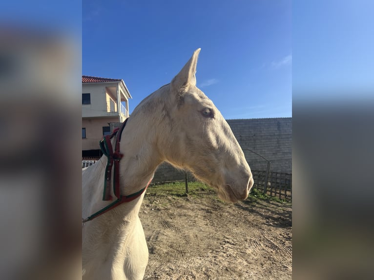 Lusitanien Jument 1 Année 158 cm Isabelle in Pombal