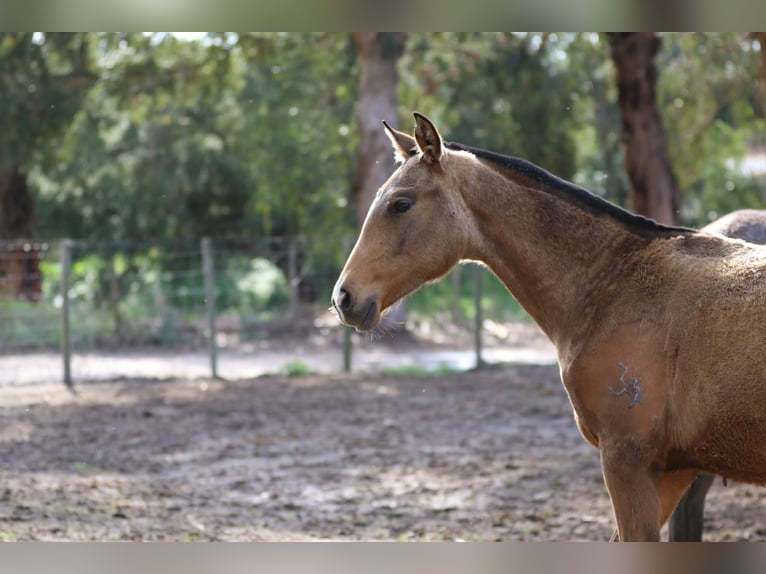 Lusitanien Jument 1 Année 160 cm Buckskin in Rio Maior