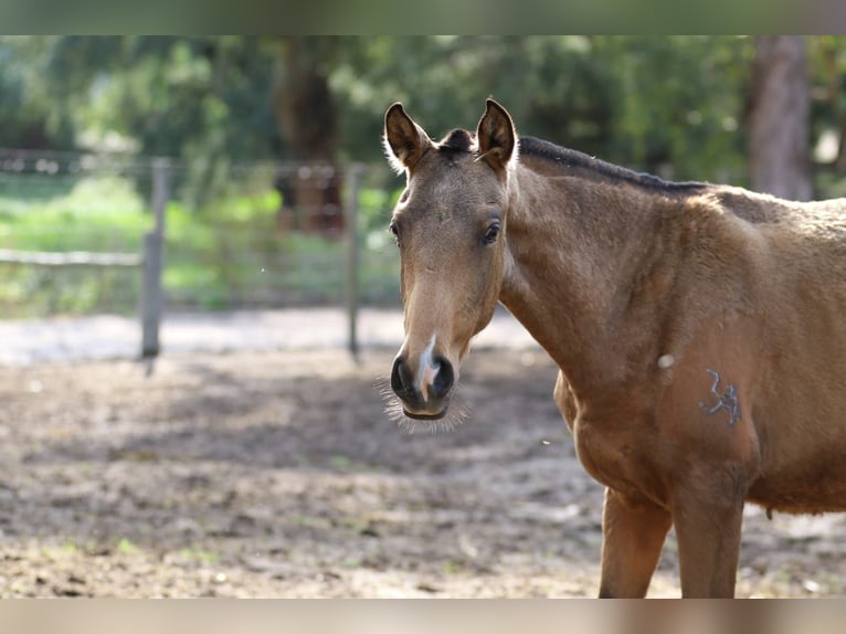 Lusitanien Jument 1 Année 160 cm Buckskin in Rio Maior