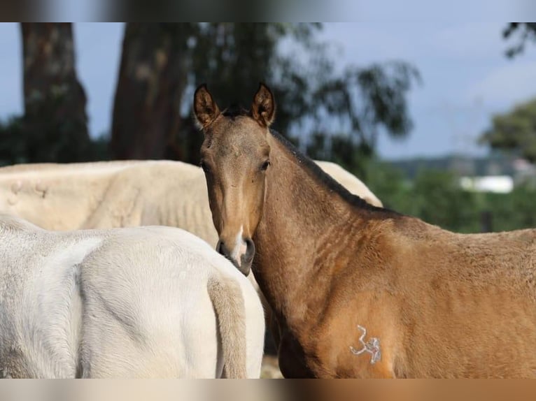 Lusitanien Jument 1 Année 160 cm Buckskin in Rio Maior