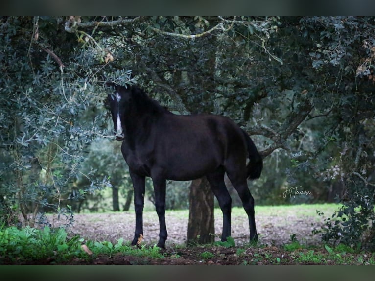 Lusitanien Jument 1 Année 160 cm Noir in Rio Maior