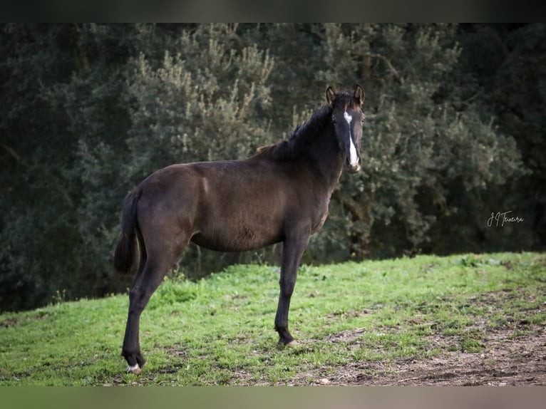 Lusitanien Jument 1 Année 160 cm Noir in Rio Maior