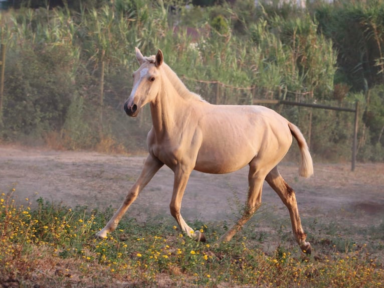 Lusitanien Jument 1 Année 160 cm Palomino in Cadriceira