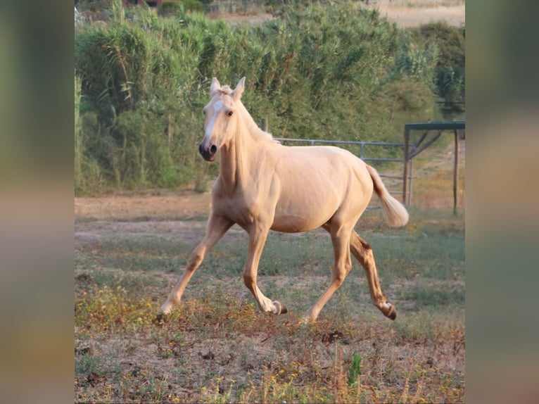Lusitanien Jument 1 Année 160 cm Palomino in Cadriceira