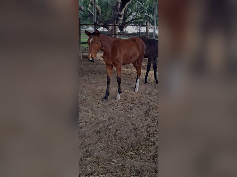 Lusitanien Jument 1 Année 162 cm Bai in Idanha-a-Nova Portugal